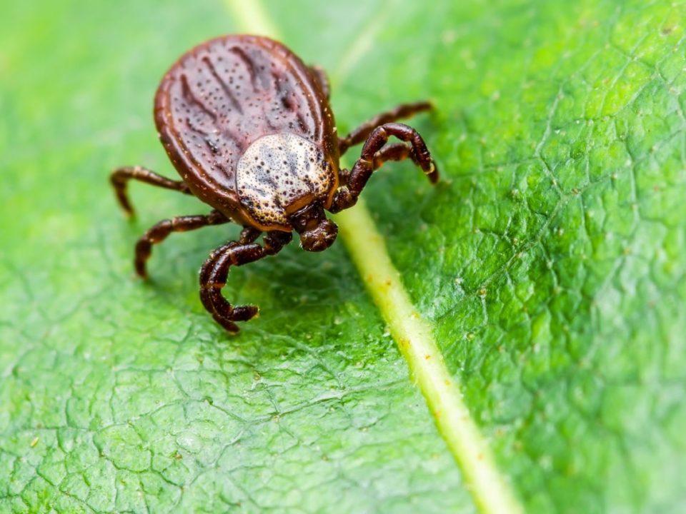 Chronische Borreliose