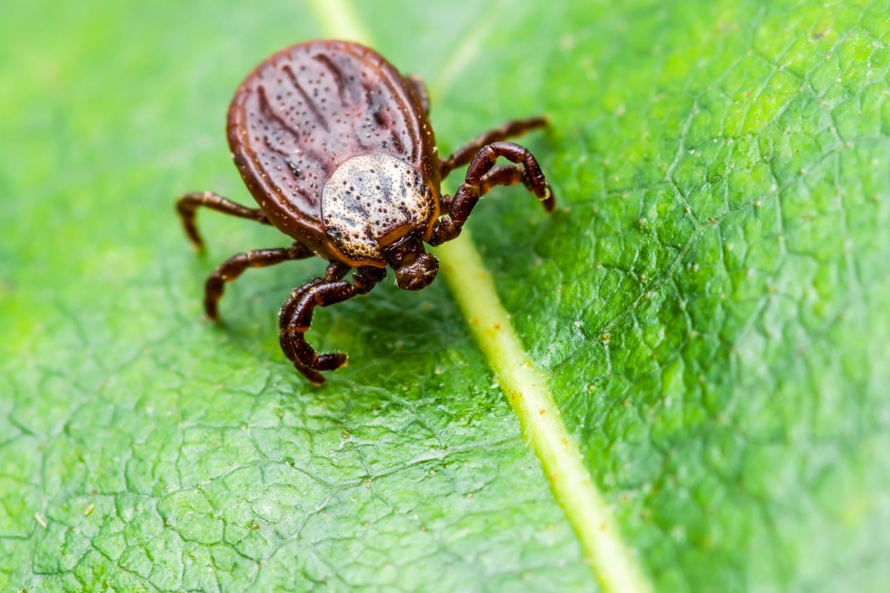 Chronische Borreliose