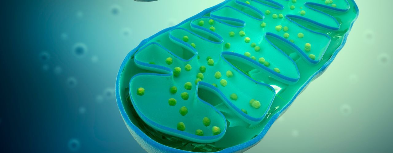 Zellgesundheit-Blogbeiträge-Haßdenteufel